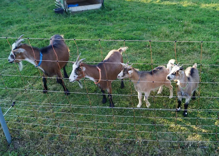 Hof Lamberty Farm stay Pruem